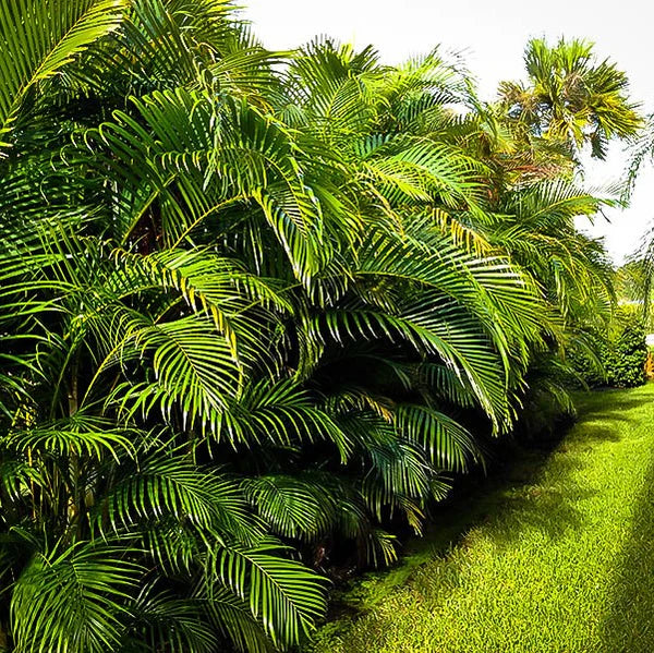 Areca Palm , Chrysalidocarpus lutescens (Outdoor)