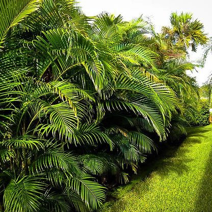 Areca Palm , Chrysalidocarpus lutescens (Outdoor)