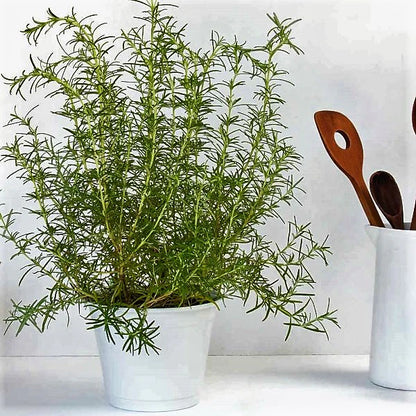 Rosmarinus Officialis, Rosemary Herb Indoor