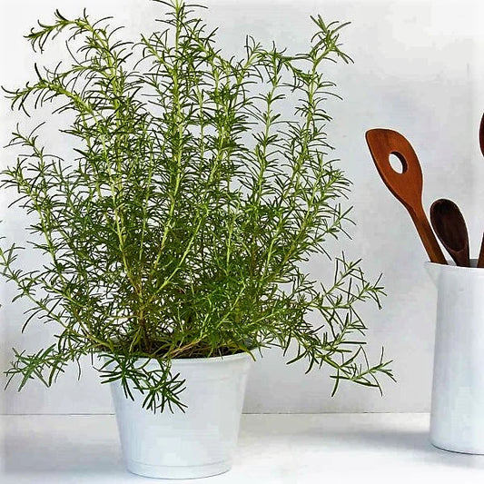 Rosmarinus Officialis, Rosemary Herb Indoor