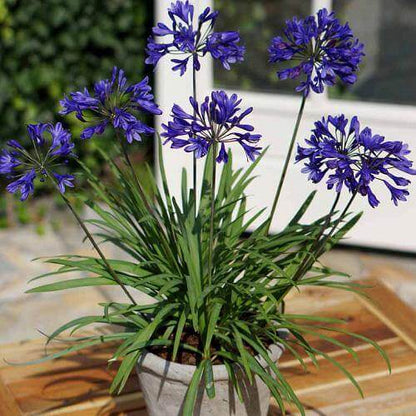 Agapanthus African, African Lily
