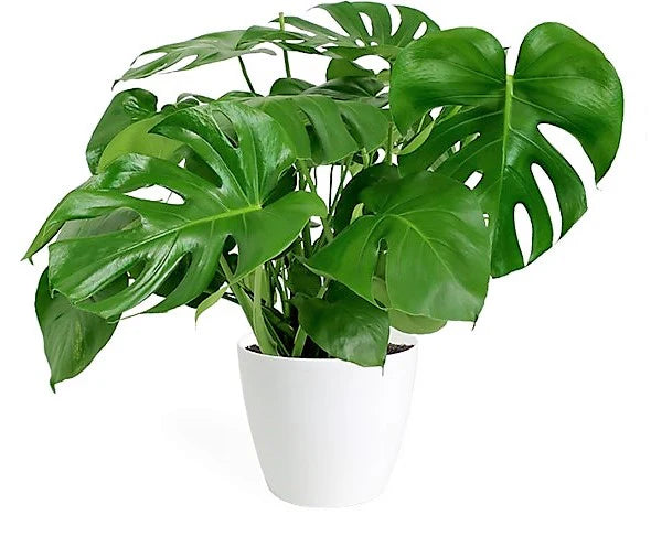 Swiss Cheese Plant, Monstera Deliciosa , The Hurricane