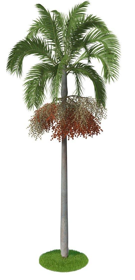 Carpentaria Palm, Carpentaria Acuminata
