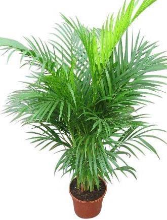Areca Palm, Chrysalidocarpus lutescens (Indoor)
