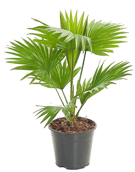 Livistona Palm, Footstool Palm, Table Palm, Fan Palm