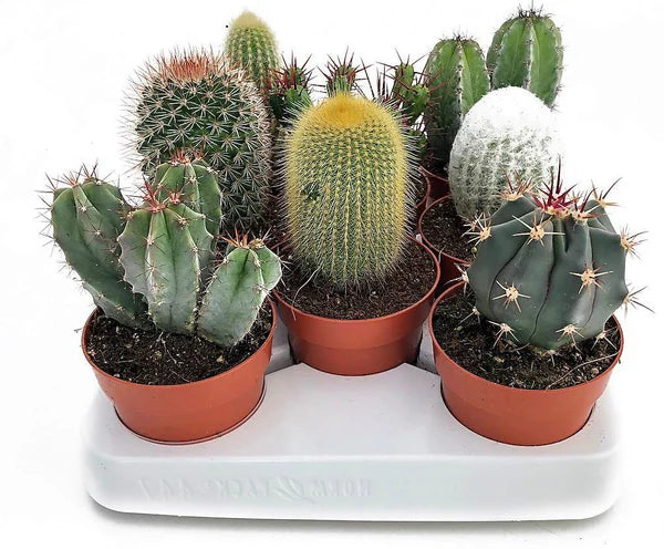 Cactus Mix 6 - 10 cm