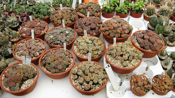 Living Stones , Lithops