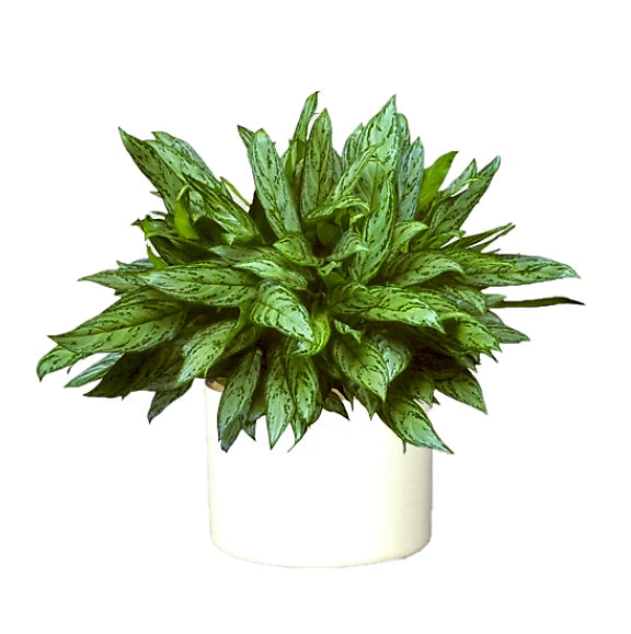 Aglaonema Silver Queen, Chinese Evergreen Plant