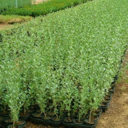 Atriplex halimus, Salt Bush