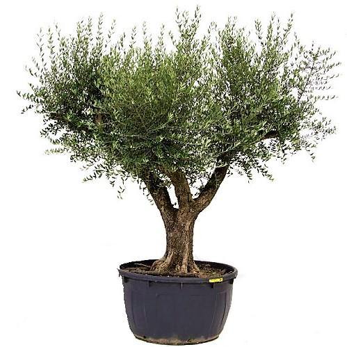Olive Tree, Olea Europaea