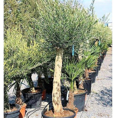Olive Tree, Olea Europaea