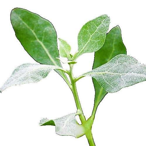 Atriplex halimus, Salt Bush