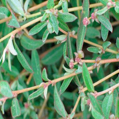 Atriplex semibaccata, Salt Bush