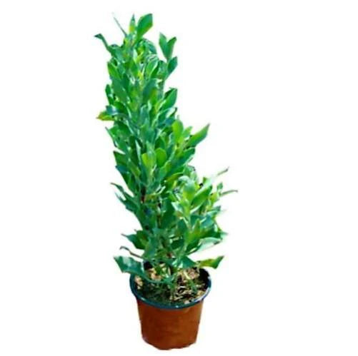 Atriplex halimus, Salt Bush