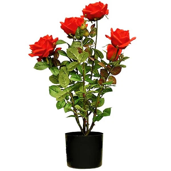 Rose Plant Outdoor