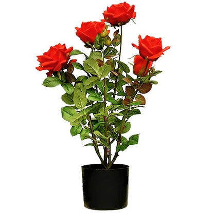 Rose Plant Outdoor