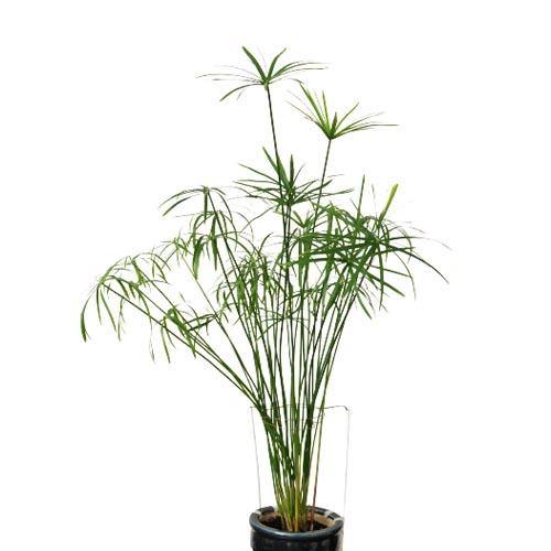 Cyperus Alternifolius, Umbrella Papyrus