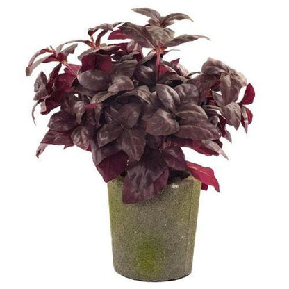 Alternanthera, Purple Knight (small)