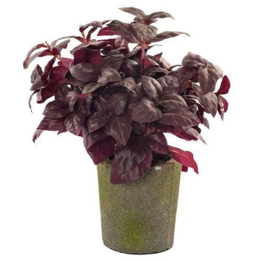 Alternanthera, Purple Knight (small)