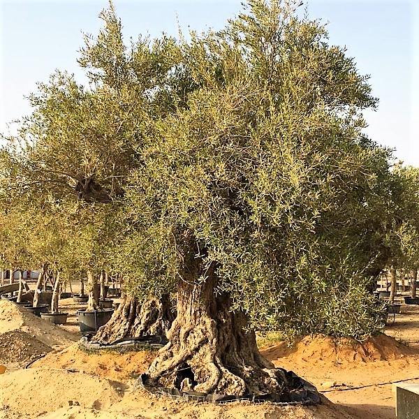 Olive Tree, Olea Europaea