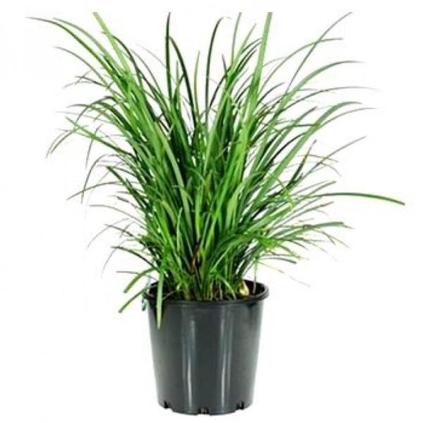 Dwarf Lilyturf, Ophiopogon Jaburan