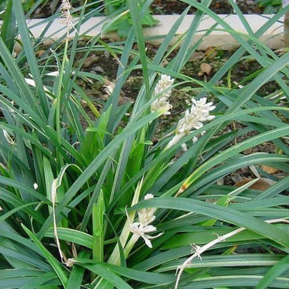 Dwarf Lilyturf, Ophiopogon Jaburan