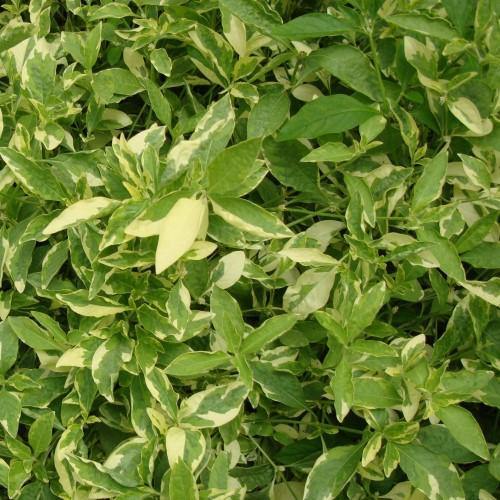 Alternanthera Ficoidea, Gold (small)