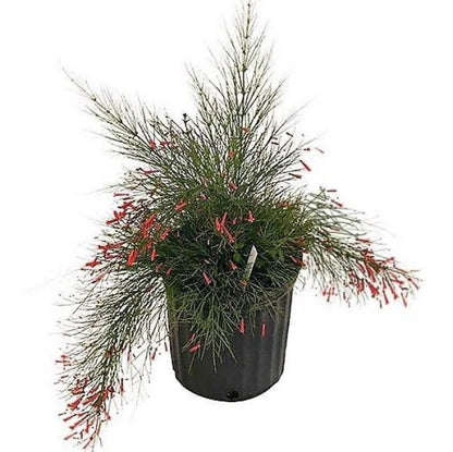 Russelia Equisetiformis, Coral Plant, Firecracker Plant