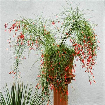 Russelia Equisetiformis, Coral Plant, Firecracker Plant
