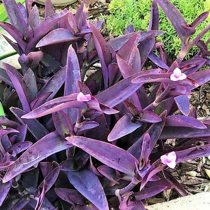 Setcreasea Purpurea, Purple Heart (small)