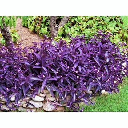 Setcreasea Purpurea, Purple Heart (small)