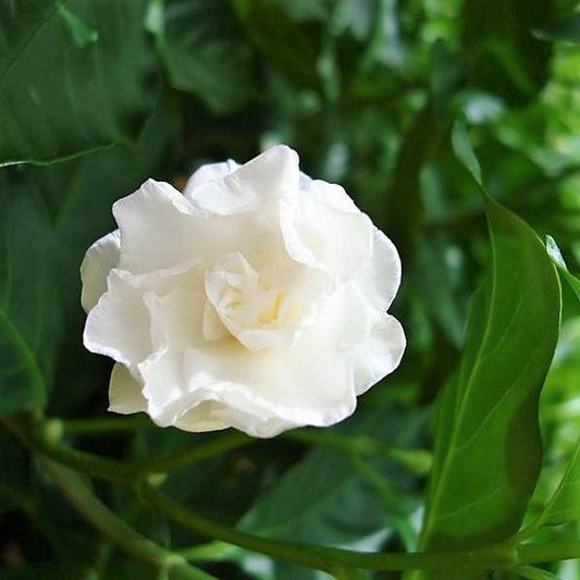 Tabernaemontana divaricata, crape jasmine