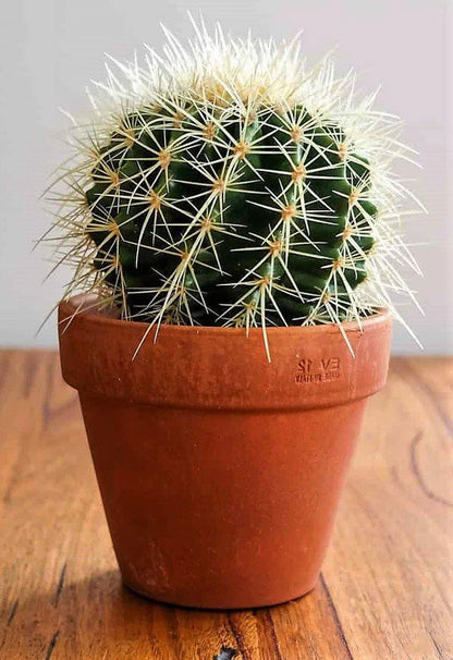 Ball Cactus, Barrel