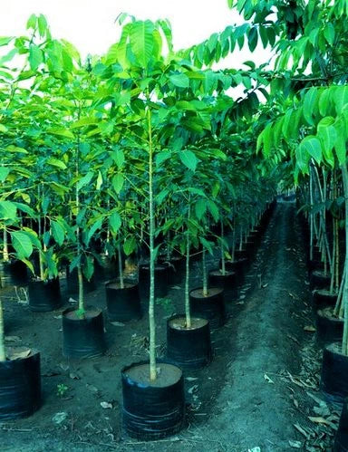 Tabulla Tree Trumpet Tree, Tabebuia pentaphylla, Tabebuia Rosea – Green Bliss