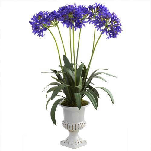 Agapanthus African, African Lily