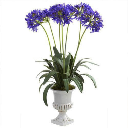 Agapanthus African, African Lily