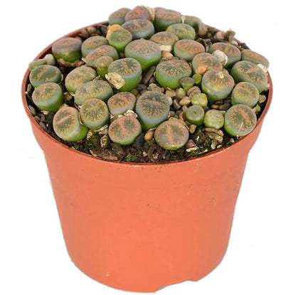 Living Stones , Lithops