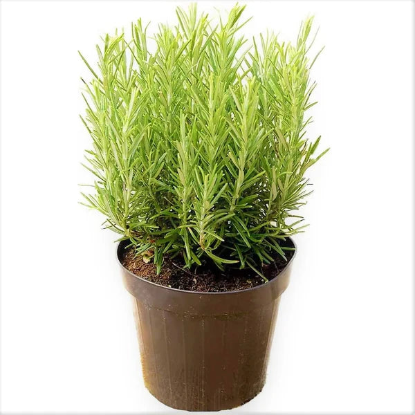 Rosmarinus Officialis, Rosemary Herb Indoor