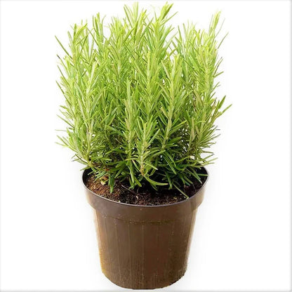 Rosmarinus Officialis, Rosemary Herb Indoor