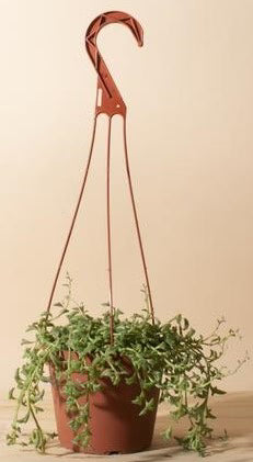 String of Dolphins , Senecio Peregrinus