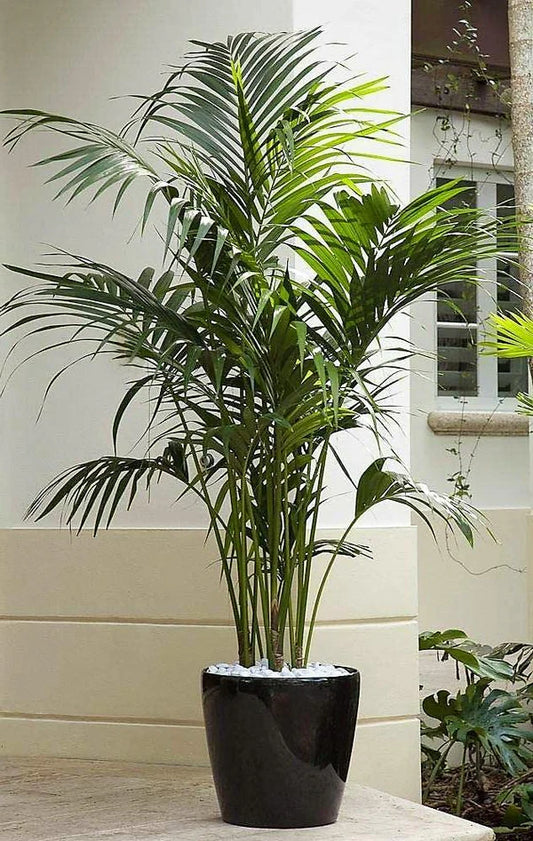 Kentia Palm, Thatch Palm, Howea forsteriana