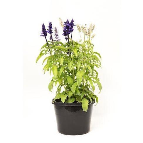 Sage of the diviners, Salvia divinorum (small)