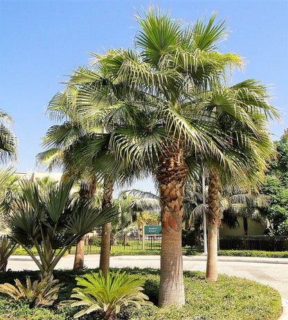 Mexican Fan Palm, Washingtonia Robusta