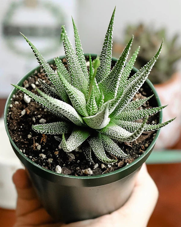 Zebra Cactus, Haworthia Fasciata Concolor 10 - 15cm