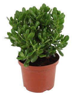Money Tree, Crassula ovata, Dollar Plant, Jade Plant, Jade Tree