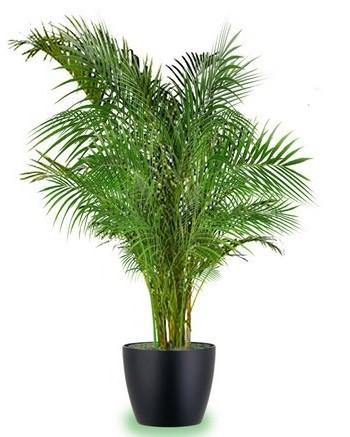 Areca Palm, Chrysalidocarpus lutescens (Indoor)