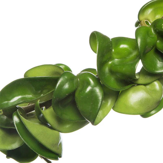 Rope Plant, Hoya Carnosa Compacta, Porcelain Flower