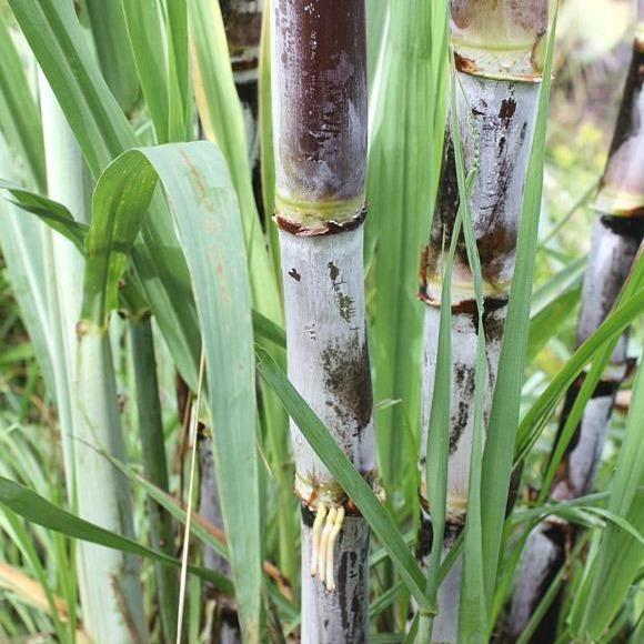 Saccharum Officinarum, Sugarcane, قصب السكر