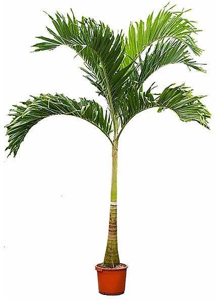 Manila Palm, Veitchia Merrillii