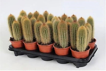 Pachy Cactus
